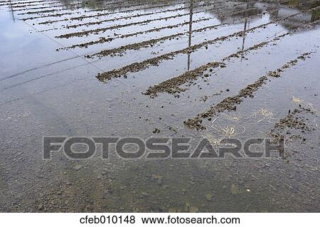 Nara Prefecture, Japan View Large Photo Image Stock Photo - Nara Prefecture, Japan. Fotosearch
