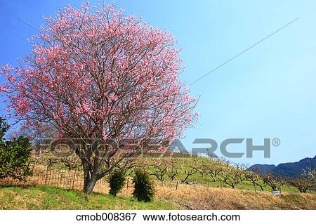 Nara Prefecture, Japan View Large Photo Image Stock Photo - Nara Prefecture, Japan. Fotosearch