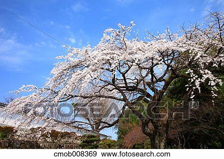 Nara Prefecture, Japan View Large Photo Image Stock Photo - Nara Prefecture, Japan. Fotosearch