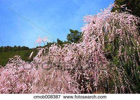Nara Prefecture, Japan View Large Photo Image Stock Photo - Nara Prefecture, Japan. Fotosearch