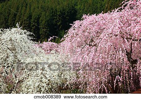 Stock Photo - Nara Prefecture, Japan. Fotosearch