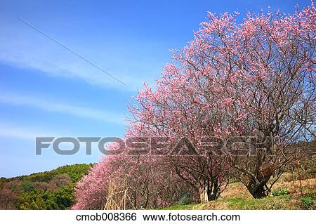 Nara Prefecture, Japan View Large Photo Image Stock Photograph - Nara Prefecture, Japan. Fotosearch