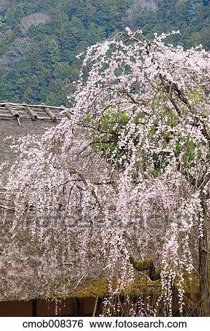 Nara Prefecture, Japan View Large Photo Image Stock Photograph - Nara Prefecture, Japan. Fotosearch