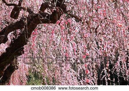 Nara Prefecture, Japan View Large Photo Image Stock Photograph - Nara Prefecture, Japan. Fotosearch