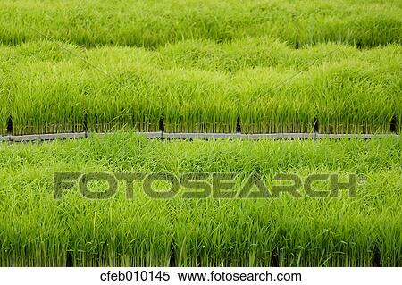 Stock Photography - Nara Prefecture, Japan. Fotosearch