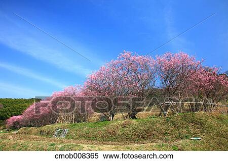 Nara Prefecture, Japan View Large Photo Image Stock Photography - Nara Prefecture, Japan. Fotosearch