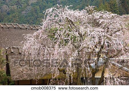 Nara Prefecture, Japan View Large Photo Image Stock Photography - Nara Prefecture, Japan. Fotosearch