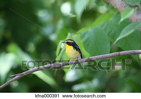 Stock Image - Narcissus Flycatcher. Fotosearch