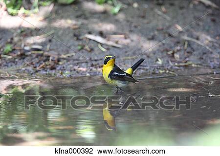 Stock Image - Narcissus Flycatcher. Fotosearch