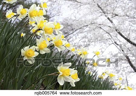Narcissus View Large Photo Image Picture - Narcissus. Fotosearch