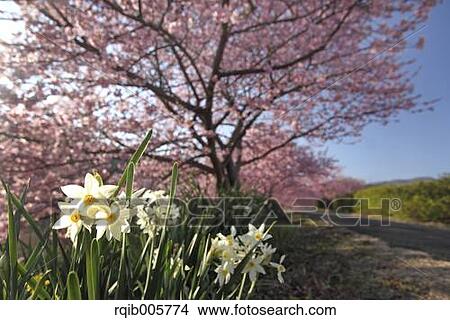 Narcissus View Large Photo Image Picture - Narcissus. Fotosearch