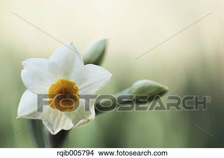 Narcissus View Large Photo Image Picture - Narcissus. Fotosearch