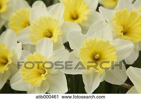 Narcissus View Large Photo Image Stock Image - Narcissus. Fotosearch