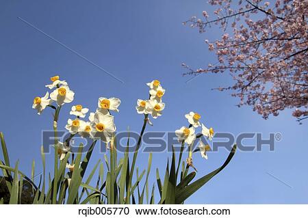 Narcissus View Large Photo Image Stock Image - Narcissus. Fotosearch