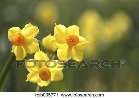 Stock Image - Narcissus. Fotosearch