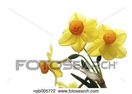 Narcissus View Large Photo Image Stock Image - Narcissus. Fotosearch
