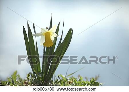 Narcissus View Large Photo Image Stock Image - Narcissus. Fotosearch