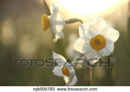 Narcissus View Large Photo Image Stock Image - Narcissus. Fotosearch