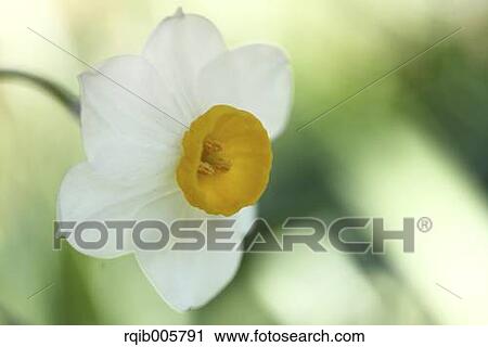Narcissus View Large Photo Image Stock Image - Narcissus. Fotosearch