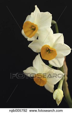 Narcissus View Large Photo Image Stock Image - Narcissus. Fotosearch