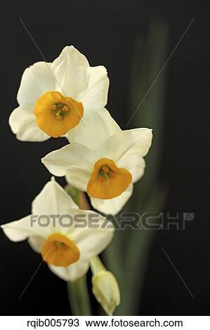 Narcissus View Large Photo Image Stock Image - Narcissus. Fotosearch