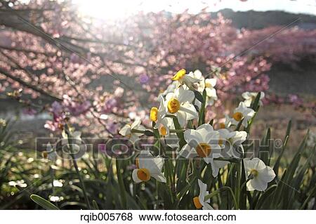 Narcissus View Large Photo Image Stock Photo - Narcissus. Fotosearch
