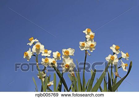Stock Photo - Narcissus. Fotosearch