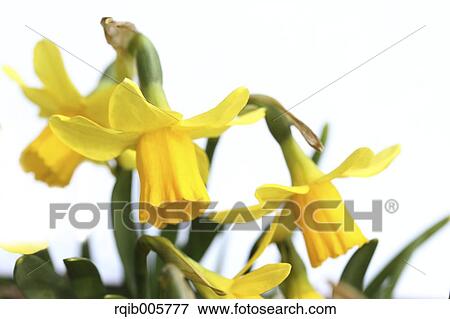 Narcissus View Large Photo Image Stock Photo - Narcissus. Fotosearch