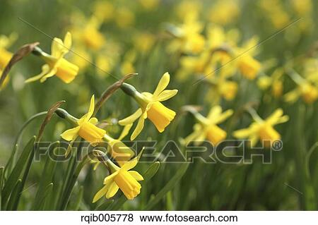 Narcissus View Large Photo Image Stock Photo - Narcissus. Fotosearch