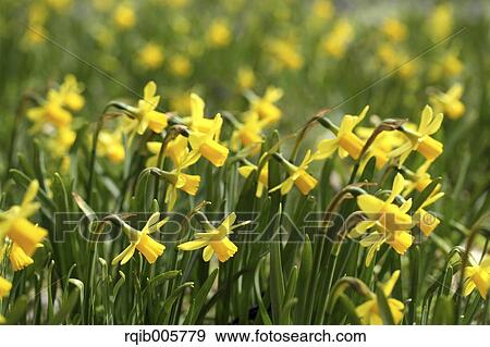 Narcissus View Large Photo Image Stock Photo - Narcissus. Fotosearch