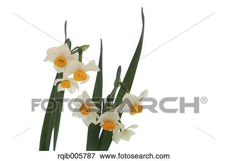 Narcissus View Large Photo Image Stock Photo - Narcissus. Fotosearch