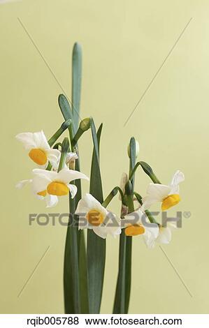 Narcissus View Large Photo Image Stock Photo - Narcissus. Fotosearch