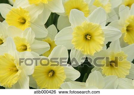 Narcissus View Large Photo Image Stock Photograph - Narcissus. Fotosearch