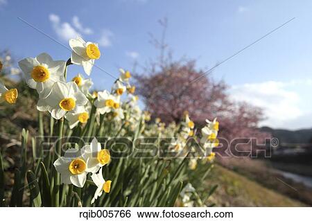 Stock Photograph - Narcissus. Fotosearch