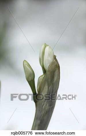 Narcissus View Large Photo Image Stock Photograph - Narcissus. Fotosearch