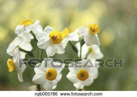 Narcissus View Large Photo Image Stock Photograph - Narcissus. Fotosearch