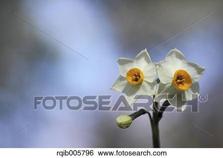 Narcissus View Large Photo Image Stock Photograph - Narcissus. Fotosearch