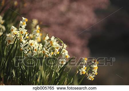 Narcissus View Large Photo Image Stock Photography - Narcissus. Fotosearch