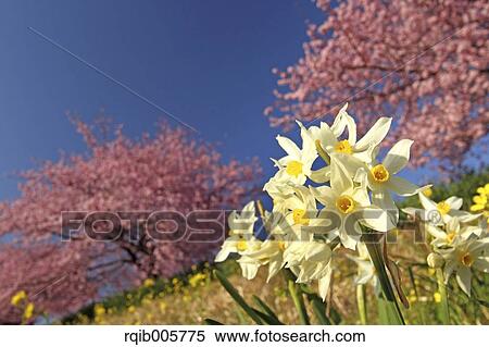 Narcissus View Large Photo Image Stock Photography - Narcissus. Fotosearch