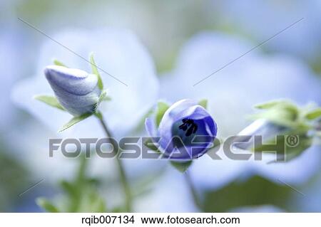 Nemophila View Large Photo Image Picture - Nemophila. Fotosearch