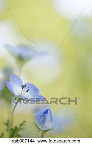 Nemophila View Large Photo Image Picture - Nemophila. Fotosearch