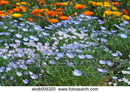Nemophila View Large Photo Image Stock Image - Nemophila. Fotosearch