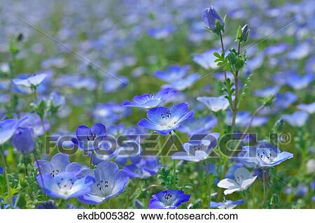 Nemophila View Large Photo Image Stock Image - Nemophila. Fotosearch