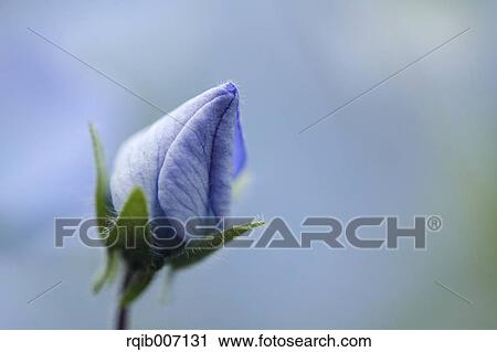 Stock Image - Nemophila. Fotosearch