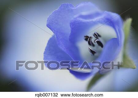 Nemophila View Large Photo Image Stock Image - Nemophila. Fotosearch