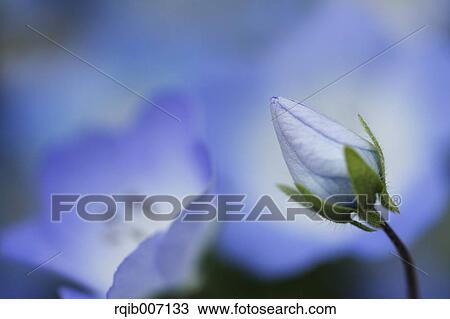Nemophila View Large Photo Image Stock Image - Nemophila. Fotosearch
