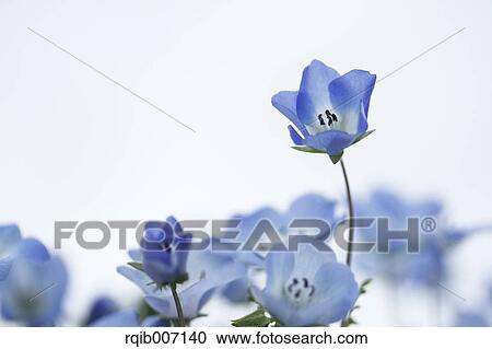 Nemophila View Large Photo Image Stock Image - Nemophila. Fotosearch