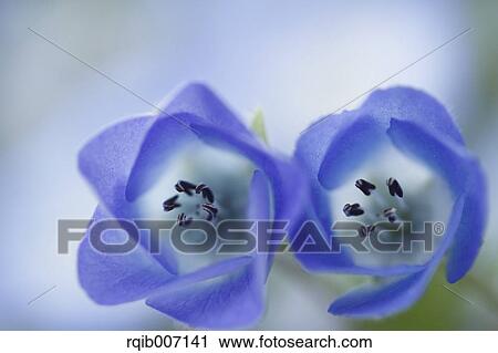 Nemophila View Large Photo Image Stock Image - Nemophila. Fotosearch