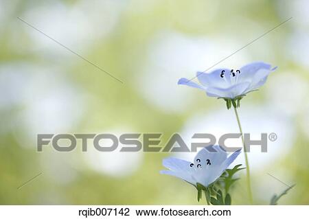 Nemophila View Large Photo Image Stock Image - Nemophila. Fotosearch