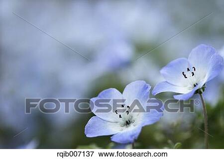 Stock Photo - Nemophila. Fotosearch